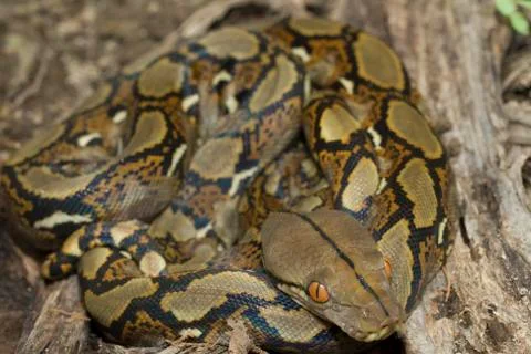 Baby Reticulated Python (Python reticulatus) 写真素材
