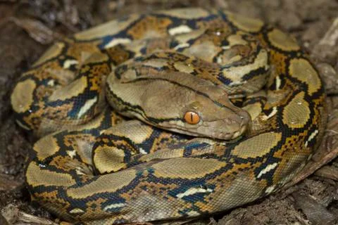 Baby Reticulated Python (Python reticulatus) Stock Photos