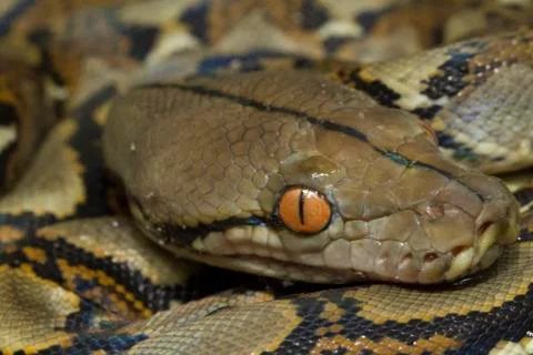 Baby Reticulated Python (Python reticulatus) Stock Photos