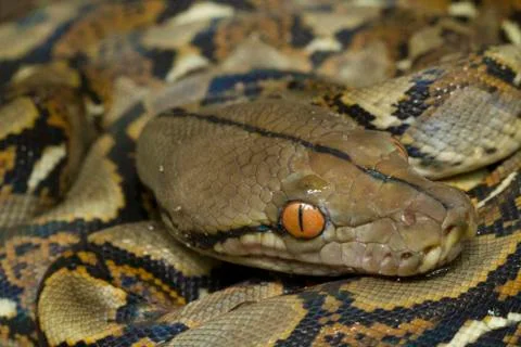 Baby Reticulated Python (Python reticulatus) Stock Photos