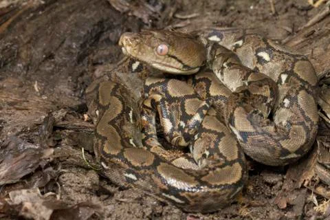 Baby Reticulated Python (Python reticulatus) Stock Photos