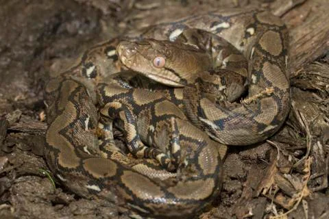Baby Reticulated Python (Python reticulatus) Foto stock