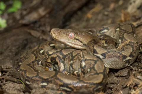 Baby Reticulated Python (Python reticulatus) Stock Photos