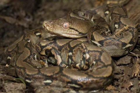 Baby Reticulated Python (Python reticulatus) Stock Photos