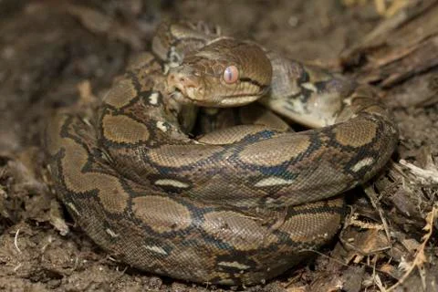Baby Reticulated Python (Python reticulatus) Stock Photos