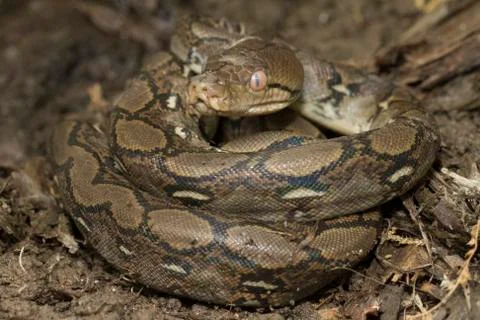 Baby Reticulated Python (Python reticulatus) Stock Photos