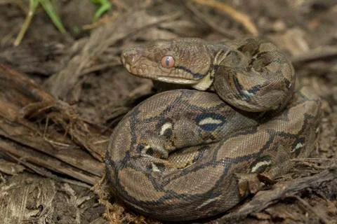 Baby Reticulated Python (Python reticulatus) Stock Photos