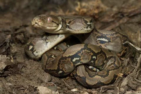 Baby Reticulated Python (Python reticulatus) 写真素材