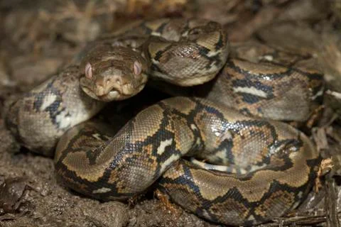 Baby Reticulated Python (Python reticulatus) Stock Photos