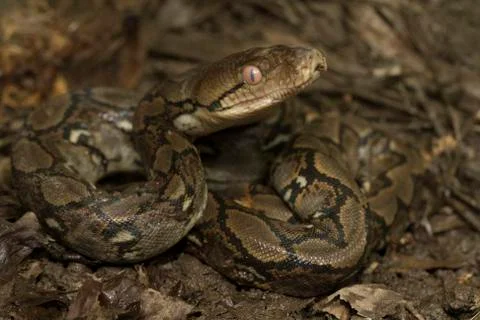 Baby Reticulated Python (Python reticulatus) Stock Photos