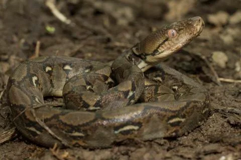Baby Reticulated Python (Python reticulatus) Stock Photos