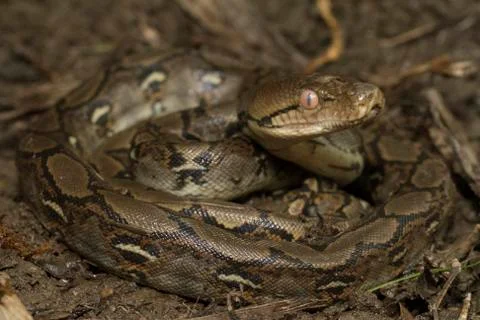 Baby Reticulated Python (Python reticulatus) 写真素材