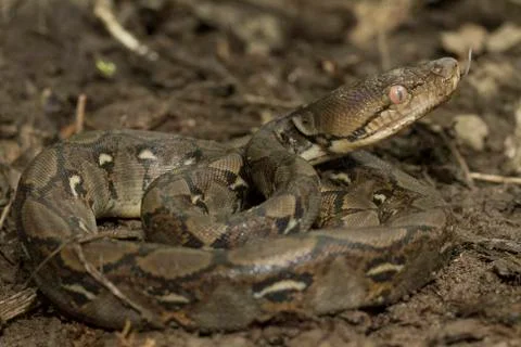 Baby Reticulated Python (Python reticulatus) Stock Photos