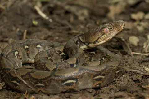 Baby Reticulated Python (Python reticulatus) Stock Photos