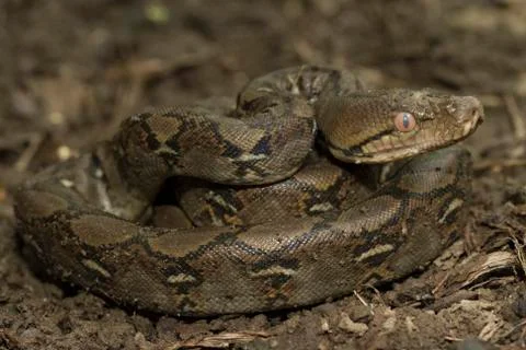 Baby Reticulated Python (Python reticulatus) 写真素材