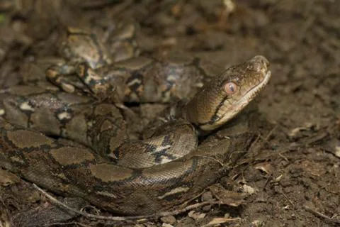 Baby Reticulated Python (Python reticulatus) Foto stock