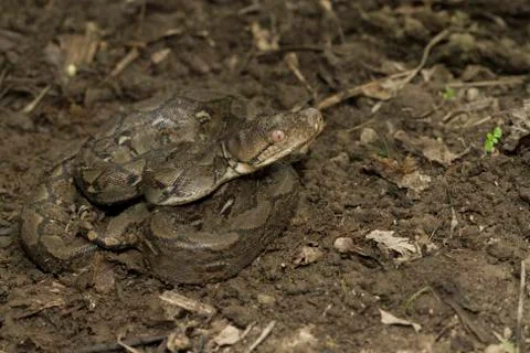 Baby Reticulated Python (Python reticulatus) 写真素材