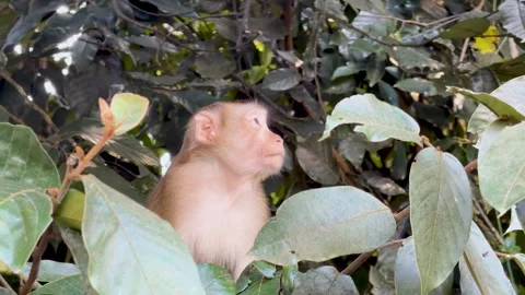 Baby Rhesus Macaque Monkey Looking Around in Khao Yai National Park 스톡 동영상 326080461