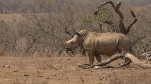 Baby Rhino Stock Footage 30758301