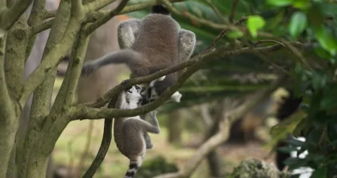 Baby Ring Tailed Lemur Playfully Bothers Mother While Climbing Tree Branches Stock Footage 342956129