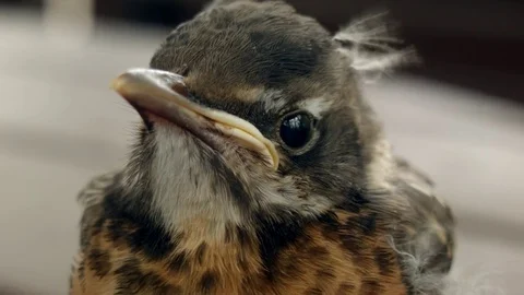 Baby Robin Closeup Stock Footage 77256234