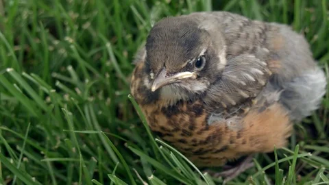 Baby Robin in Grass Stock Footage 77256278