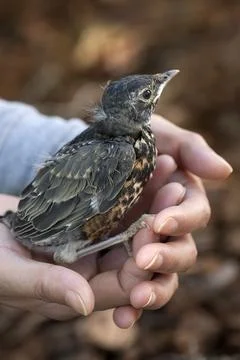 Baby robin held in hands. Stock Photos