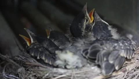Baby robins Stock Footage 5326434