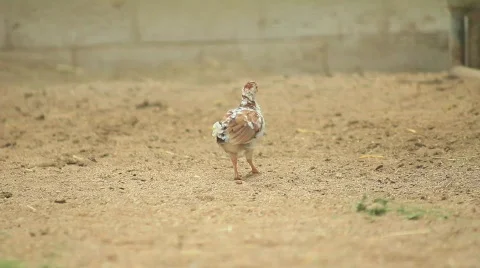 Baby rooster Video stock 759770