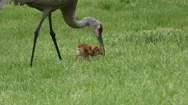 Baby Sandhill Cranes With Parents Hunting For Food, Eating, E Usa Stock Footage