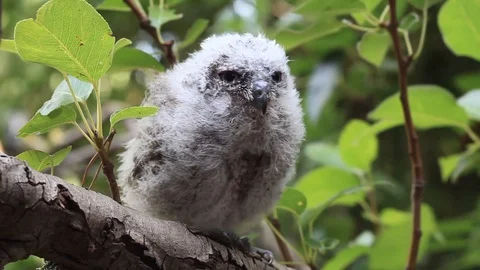 A baby Scops owl 스톡 동영상 127772022