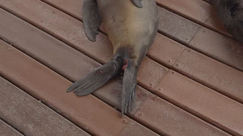 Baby sea lion attacked by a shark, with the bite mark in the Galapagos Stock Footage