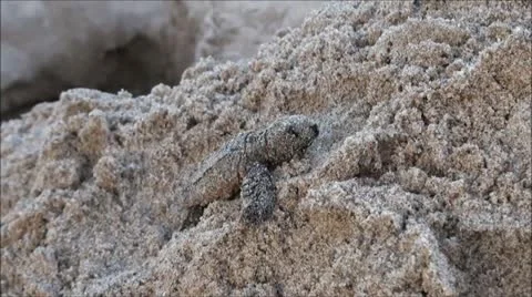 Baby Sea Turtle Stockbeeldmateriaal 11874388