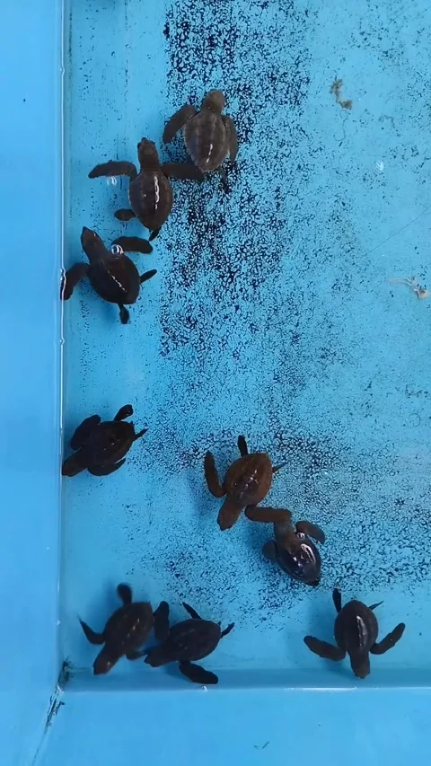 Baby sea turtle Stock Footage 290856647