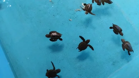 Baby sea turtle Stock Footage 290856659