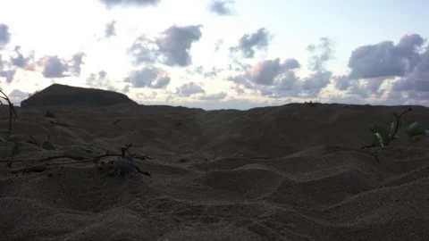 Baby sea turtle hatchling crawling through the sand and towards the sea Stock Footage 126901366