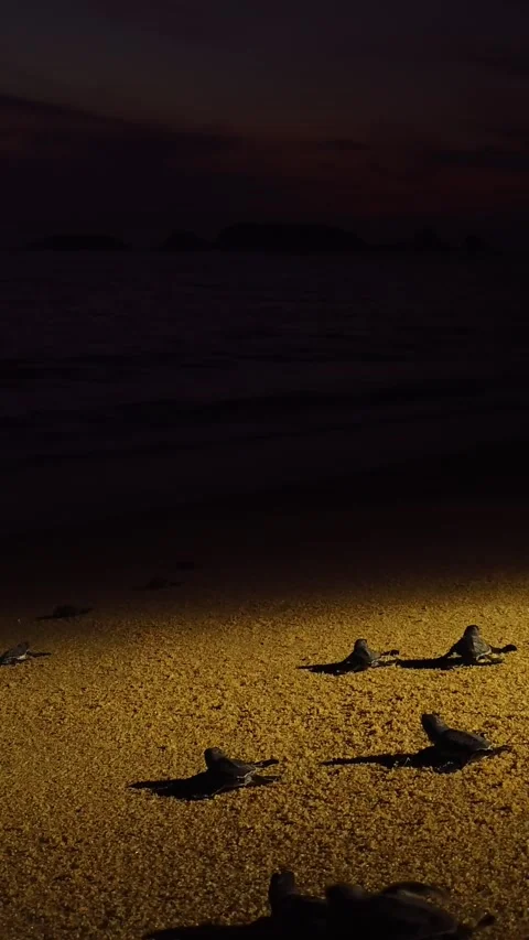 Baby sea turtle hatchlings crawling across sandy beach under artificial light Stock Footage 337197399