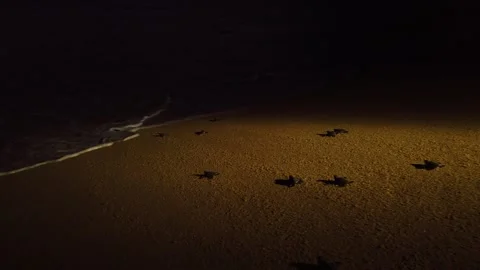 Baby sea turtle hatchlings with multiple turtles spread across the sandy Stock Footage 337196771