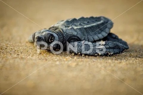 A baby sea turtle struggles for survival after hatching in Mexico Stock Photos