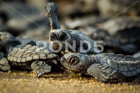 Baby sea turtles struggle for survival after hatching in Mexico Stock Photos