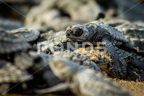 Baby sea turtles struggle for survival after hatching in Mexico Stock Photos