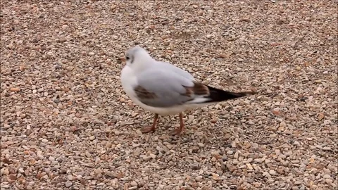 Baby seagull casually walking Stock-Footage 71049599