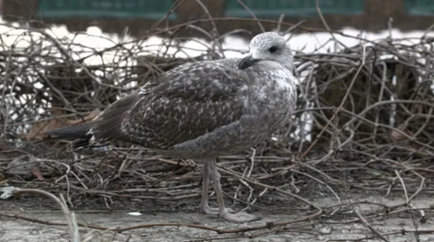 Baby seagull 動画素材 33443934