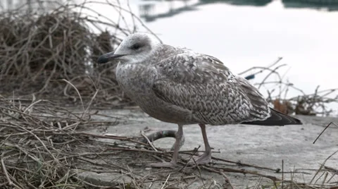Baby seagull Stock Footage 33443947