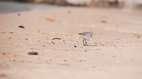 Baby Seagull Video stock 95019198
