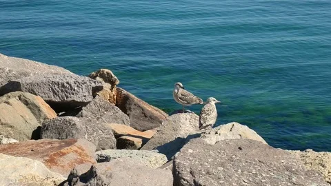 Baby Seagulls Stock Footage 84705754