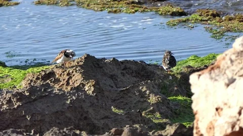 Baby seagulls Video stock 189649514