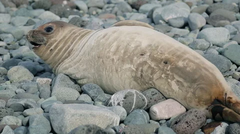 Baby Seal looking at the camera Stock Footage 51860923