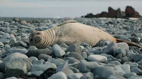 Baby Seal looking at the camera Stock Footage 51861277