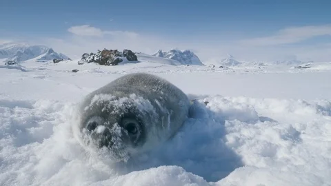 Baby seal muzzle towards the camera. Antarctica. Vidéo 97623891
